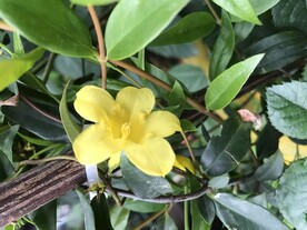 鲜花
