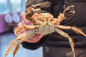 螃蟹