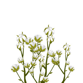 绿色装饰植物