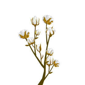 棉花