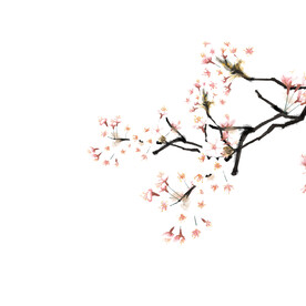 白色花朵植物元素