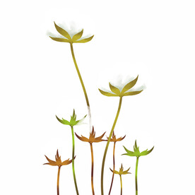 植物棉花元素