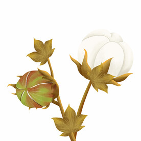 卡通插画植物棉花元素