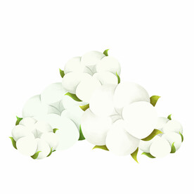 插画植物棉花元素