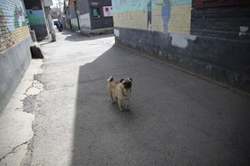 八哥犬
