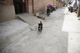 小狗