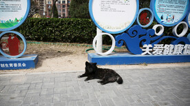 城市小狗