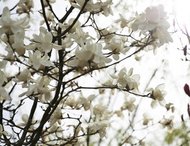玉兰花
