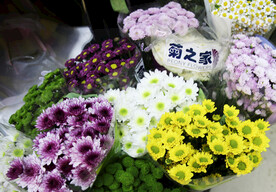 雏菊