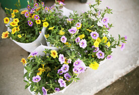 鲜花