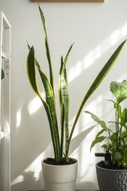家居植物摄影图片