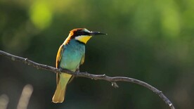 短视频素材树枝上的翠鸟