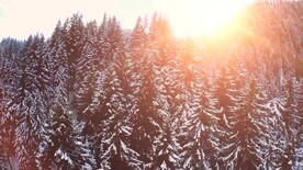 短视频风景素材日过照耀冬季森林