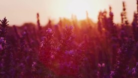 风景素材晚霞中随风飘动的薰衣草