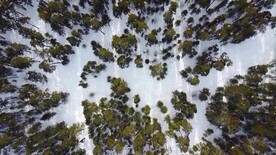 航拍素材冬季原始森林上空的美景