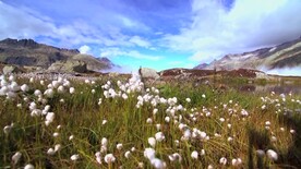 风景素材山坡上遍地白色小花美景