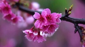 VLOG素材盛开是桃花