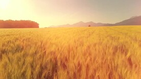 航拍麦田企业宣传片素材