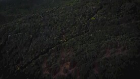 企业宣传片素材航拍茂密森林