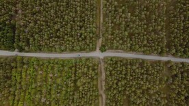 vlog视频素航拍汽车穿越树林