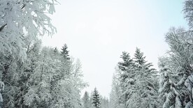 航拍高清4K视频冬季雪林