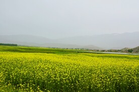 西藏风景油菜花