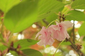 粉色樱花