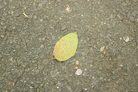 落叶与花瓣