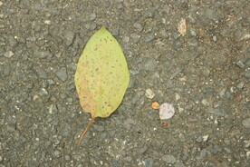 落叶和花瓣