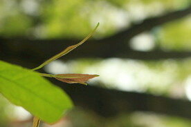 黄葛树1