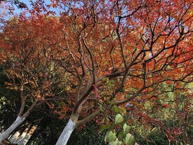 叶子
