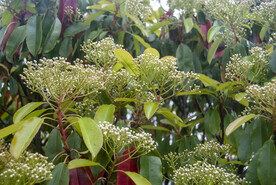 小花