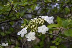 琼花