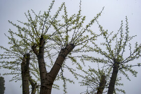 绿植