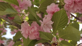 樱花