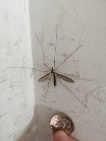 蚊子