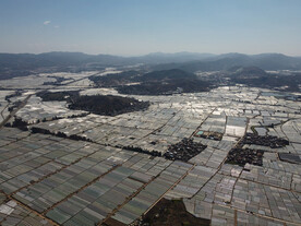 田野