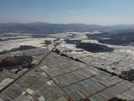 田野