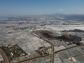 田野