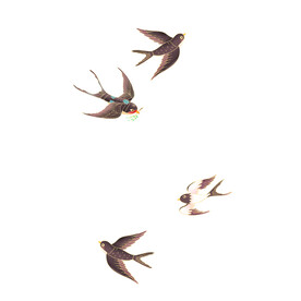 卡通插画装饰燕子元素