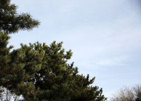 松树 天空 柏树