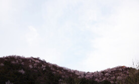 山花