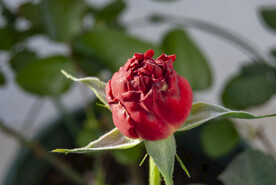 月季花