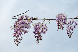 紫藤花
