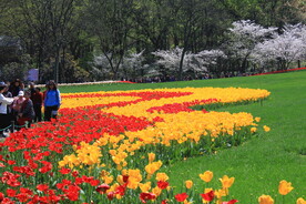 公园花海花带草地郁金香