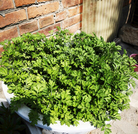 绿色植物