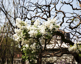 丁香花