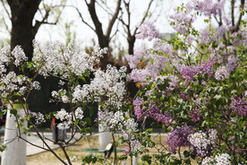 丁香花