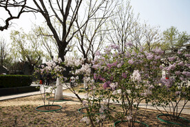 春天 丁香花