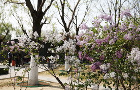 丁香花